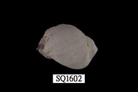 藏品(紫口珊瑚螺)的圖片